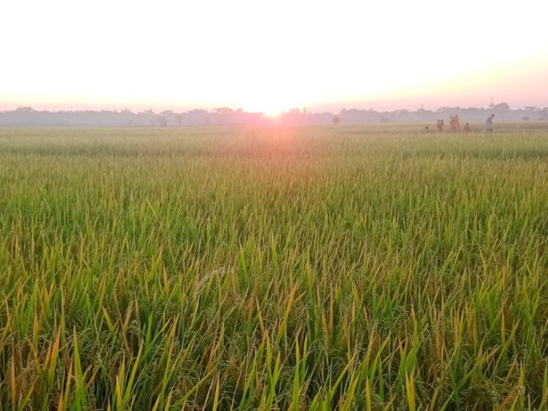 হাওড়ে পানি সংকট, দুশ্চিন্তায় কৃষক